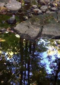 Water and Woods Meditation_1_JohannaRaphael.jpg