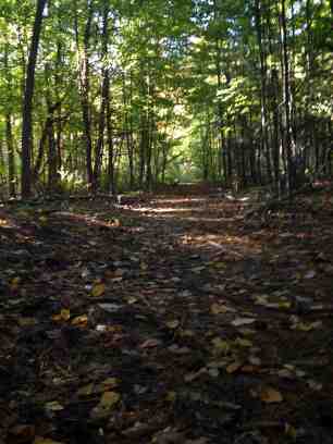 Path in the woods travelled mostly by  animals_JohannaRaphael.jpg