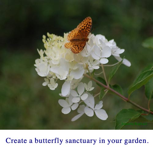 Butterfly Eco-System 1.jpg