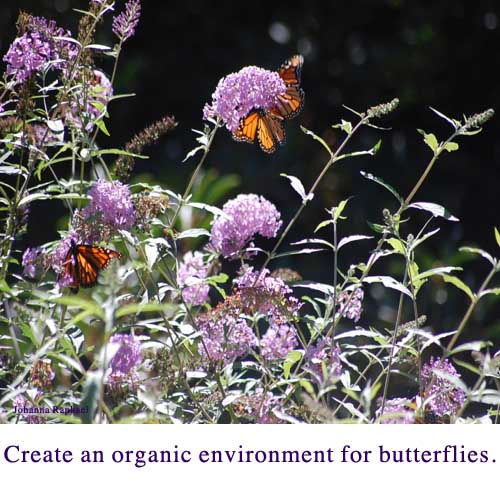 Butterfly Eco-System 2.jpg