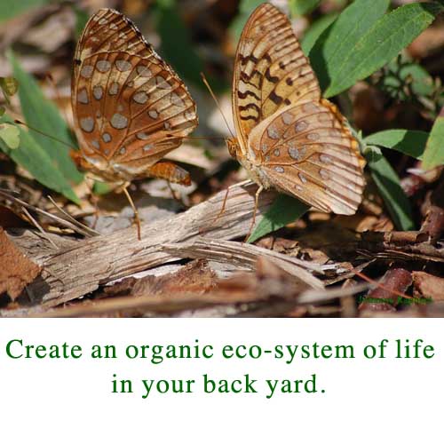 Butterfly Eco-System 3.jpg