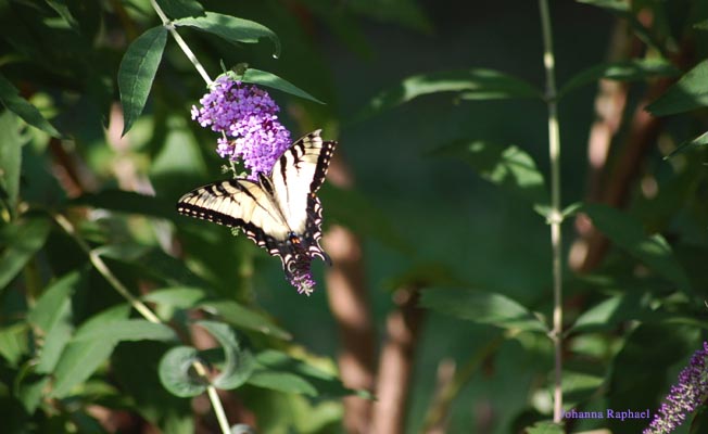 Butterfly 5 - Johanna Raphael.jpg