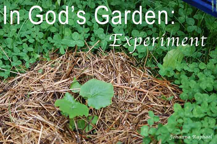 In-God's-Garden-Experiment-with-growing-companion-planting.jpg