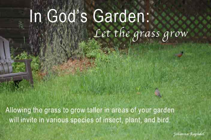 In-God's-Garden-Let-the-grass-grow.jpg