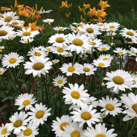 Village of Light Ashram Garden Daisies and Lilies _photo Johanna Raphael.jpg