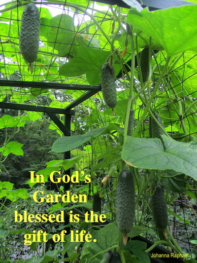 In-God's-Garden-gift-of-life.JPG