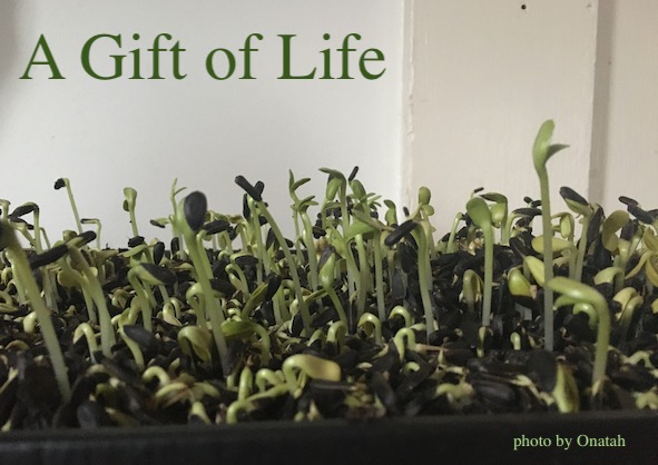 The Gift of Life - photo by Onatah.jpg