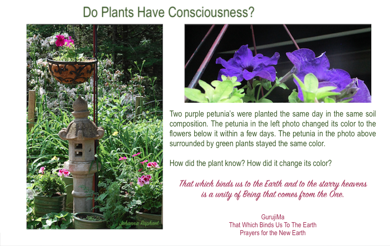 Does-A-Plant-Have-Consciousness-JohannaRaphael.png