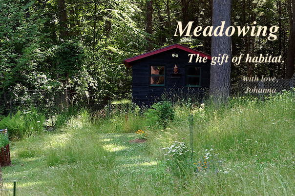 Meadowing-the-gift-of-habitat-JohannaRaphael.jpg