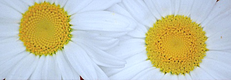 Daisies-OEA-2023.jpg