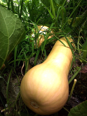 In-God's-Garden-volunteer-butternut-squash-2023.JPG