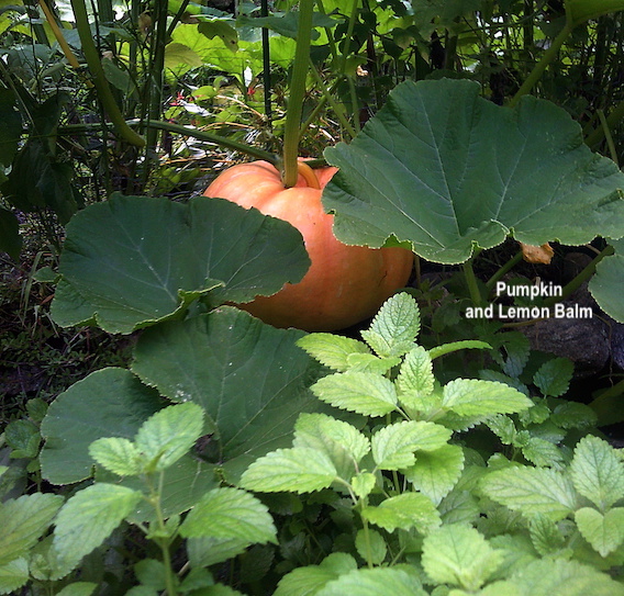 In-God's-Garden-pumpkin-lemon-balm-2023.JPG