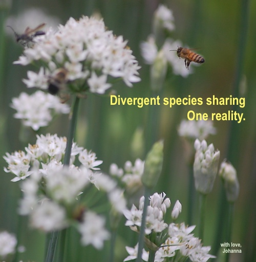 Divergent species sharing One reality.jpg