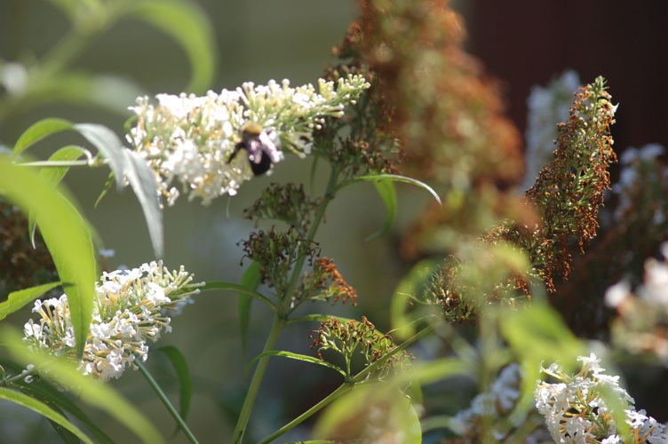 Butterfly bushes bring polinators for eco health.jpg