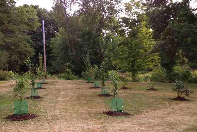 Planting fruit trees and flowers on parched land.jpg