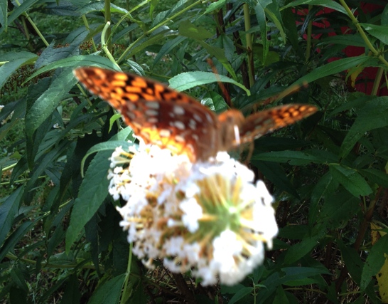 The butterflies allow me to come very close to them. Blessings from the insect kingdom..jpg