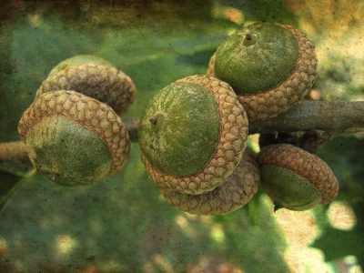 800px-Acorn-bunch  (Wiki Commons).jpeg