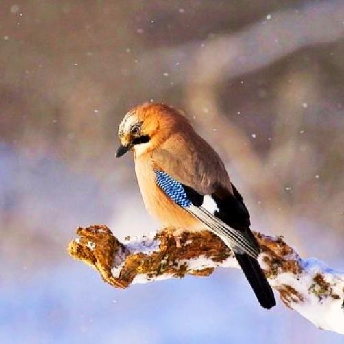 BirdInSnow-All creatures of the Earth- BOU10-oneworldmeditations.org.jpg