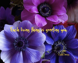 Each living thing greeting you - Julie.jpeg