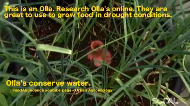 Olla's and water conservation_great for drought zones.jpg