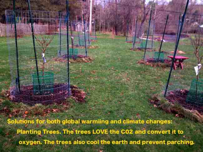 Trees - Mother Earths solution to global warming and climate changes.jpg