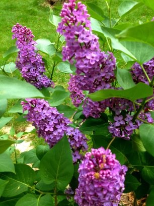 In God's Garden - First blush of spring Lilacs.jpg