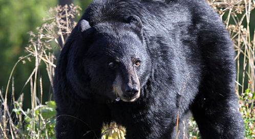 black-bear-mark-bennett-dpc.jpg